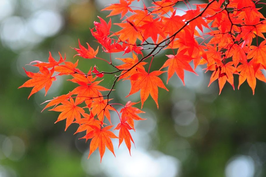Ngắm lá đỏ ở Tokyo - một trải nghiệm khó quên trong chuyến du lịch của bạn. Hãy xem hình ảnh để thấy rõ sắc đỏ rực rỡ của lá phong đang tỏa sáng giữa khung cảnh thành phố ồn ào!