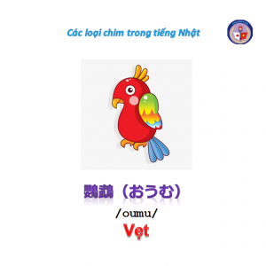 tu-vung-tieng-nhat-ve-các-loai-chim tu-vung-tieng-nhat-ve-các-loai-chim-1