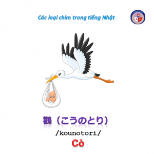 tu-vung-tieng-nhat-ve-các-loai-chim tu-vung-tieng-nhat-ve-các-loai-chim